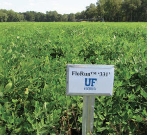 FloRun 331 peanut variety