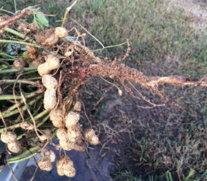 peanuts showing roots